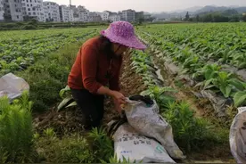 江西安远：不负农时不负春 抓好春管促丰收图片