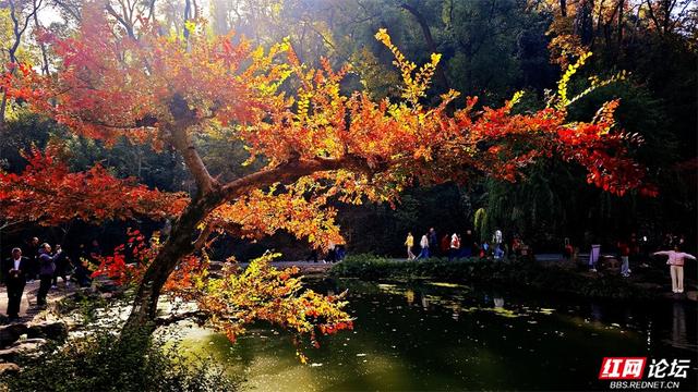 岁暖时刻丨这个季节的岳麓山，连风都是温柔的