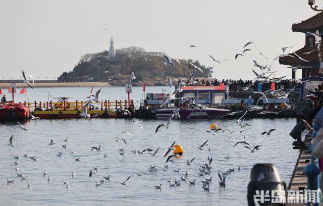 冬日人鸥共舞绘就和谐图景