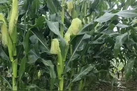 本轮降雨分布不均，河南部分区域旱情仍未解除图片