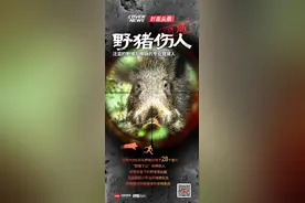 野猪伤人之惑：泛滥的猪群与稀缺的猎手｜封面头条图片