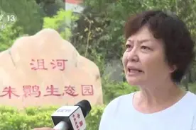 从濒临灭绝到种群壮大 朱鹮野化放飞十年迈过三道“难关”图片