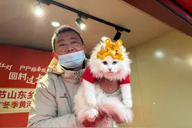 颜值高、性格温顺，狮猫成临清最萌的名片图片
