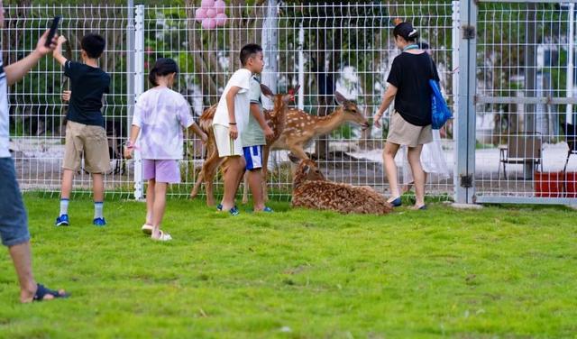 猫儿山新晋打卡地！「行云牧场」萌宠乐园试业开放，桂林北版“阿勒泰”等你来撒欢！