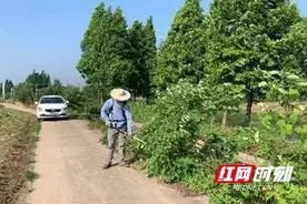 南县武圣宫镇：清理路旁杂草树枝 让校车“跑”的更安全图片