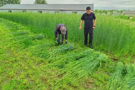 同江市：以青春之力为乡村赋能图片