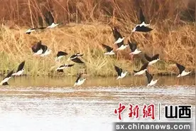 山西文水：汾河飞来黑翅长脚鹬图片