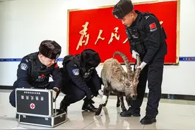 新疆阿勒泰：民警暖心救助国家二级保护动物北山羊图片