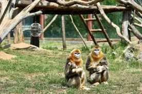 萌化了！济南野生动物世界金丝猴“小公主”儿童节首面客图片