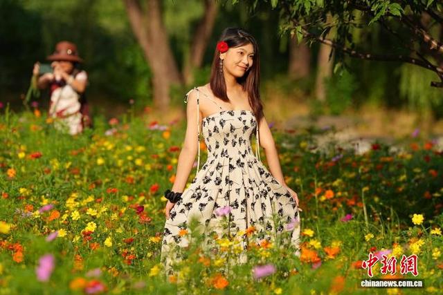 北京圆明园秋英花绽放 如彩色地毯铺展
