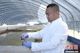 （乡村行·看振兴）吉林农人养出“金”蟾蜍：特色产业实现致富图片