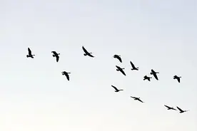 惊险！一航班空中被撞击受损，紧急返航！机长还原事发经过图片