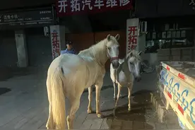 大半夜，杭城街头惊现两匹白马……网友：这真的很“马”路图片
