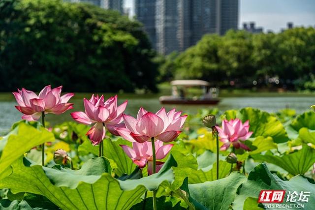 荷韵长沙 | 月湖荷花绽放，惊艳一城夏日