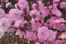 托克逊县：春日寻芳白杨河，欢歌笑语乐悠悠图片