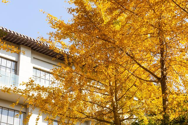 随手拍都是“壁纸”风光！武汉黄陂清凉寨银杏已黄、红叶已红，进入最佳赏秋期