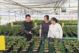 一朵兰花的致富秘诀图片