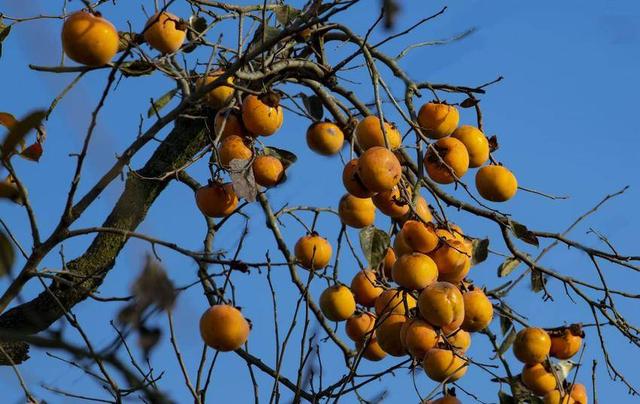 南漳：暮秋风光美 又见柿子红