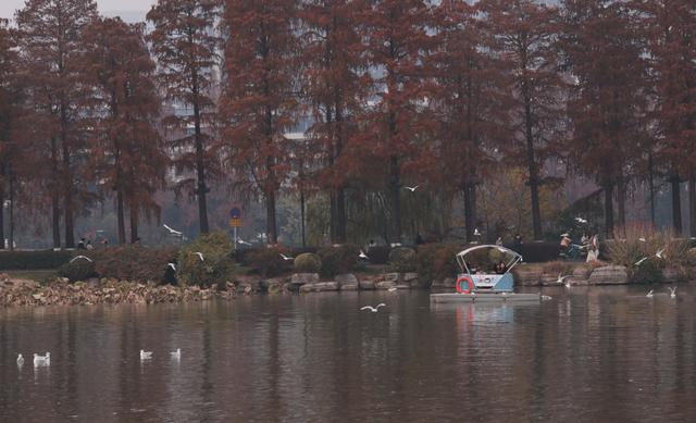 武汉东湖成红嘴鸥越冬新热点：数百只“追”着游船齐飞，景区旅游淡季逆袭为观鸥旺季