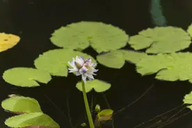 罕见，广州一景区并蒂莲与三蒂莲同时盛放图片