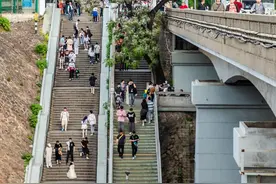 爆火！武汉黄鹤楼前苦楝树，手捧鲜花送给你图片