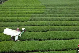 新茶饮市场带火夏秋茶 江南绿茶产区增势强劲图片