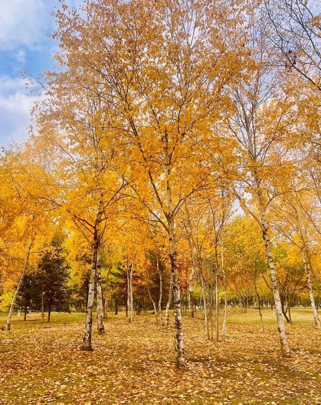 这样的延吉秋日限定美景，你见过吗？