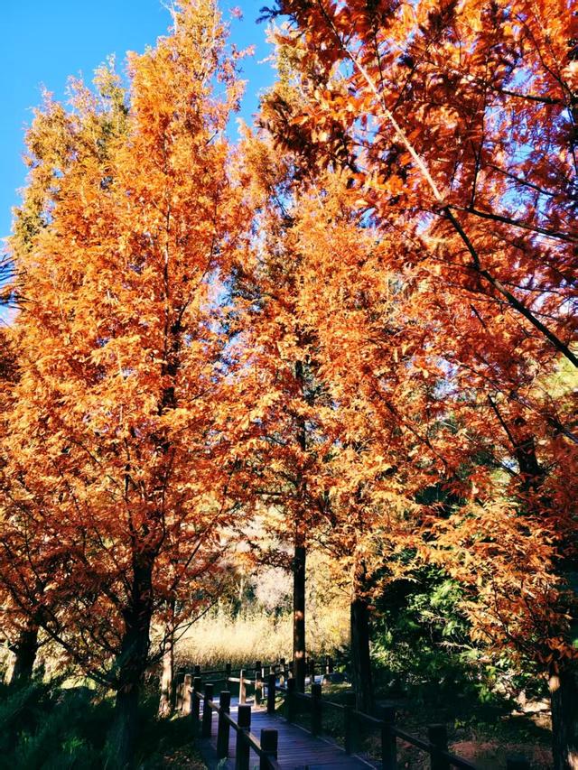 银杏抖落金箔，枫叶浸了酒红！国家植物园赏秋最佳时