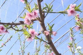 夜读丨民俗中的“八九天”图片