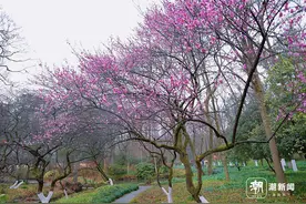 灵峰梅花初开！白梅、粉红朱砂等品种已有绽放，不少人冒雨来寻图片