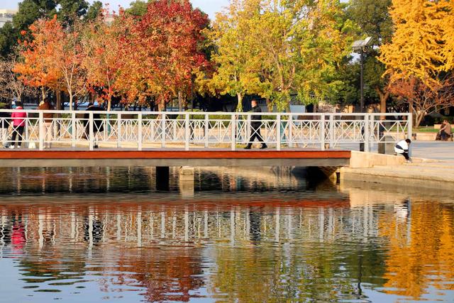 江苏苏州：桐泾公园斑斓冬景引客来