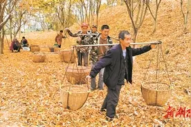 石山变金山 石门无患子丰收了图片