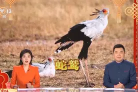 蛇蜻蜓、蛇鹫、蛇颈龙……这些动物叫“蛇”不是蛇图片