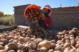 日喀则南木林：艾玛土豆大丰收图片