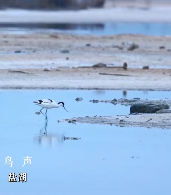 关掉BGM吧！这个夏天，运城大自然的声音比任何音乐都动人