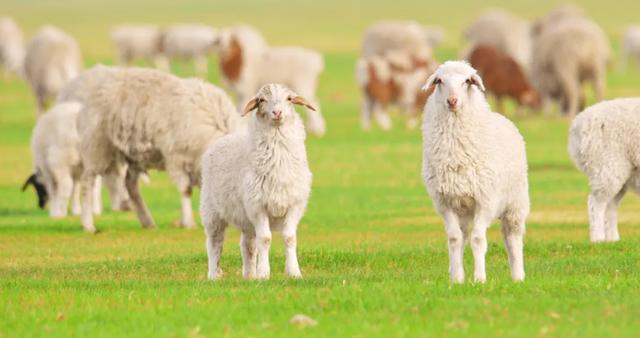 最懂松弛的北京中产，在内蒙玩得太“土”了
