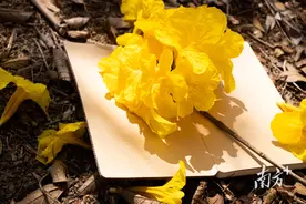 以旧换新激活“宠妈”消费！今年母亲节你买了啥？｜消费新主张图片