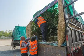 从北京出发到西藏，顺义培育樱桃树苗将“安家”雪域高原图片