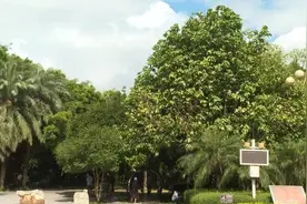 柳州街头已大量出现这种果！千万别乱摘、乱吃图片