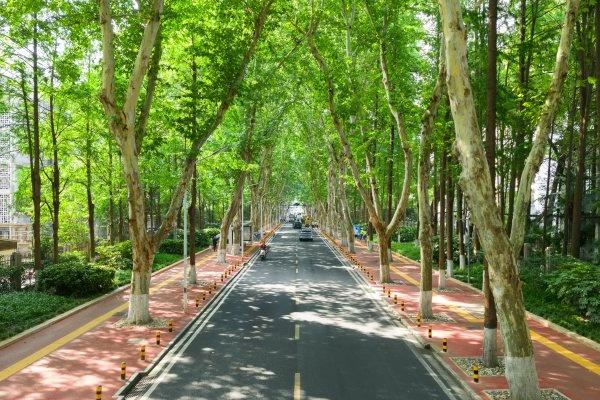 80万株行道树遮住烈日，外卖骑手爱上武汉“林荫自由”