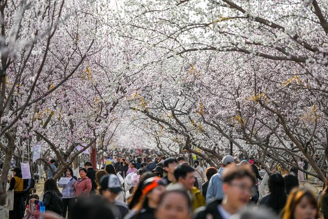 呼和浩特：青城桃花开
