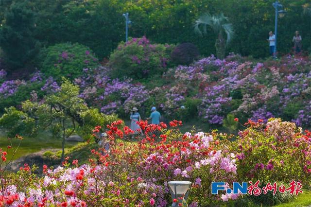 花期持续到五一！福州这里万株杜鹃盛放！