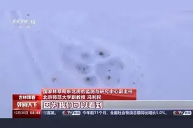 “东北虎咬死东北豹”，肇事虎已被锁定！图片