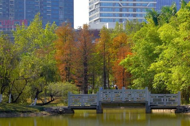 视觉增城｜落羽杉披“红妆” ！快来解锁增城冬日生态画卷