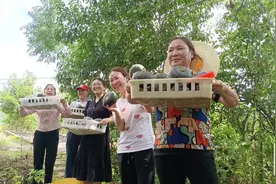 新店镇高峰村：贝贝南瓜大丰收 线上线下同销售图片