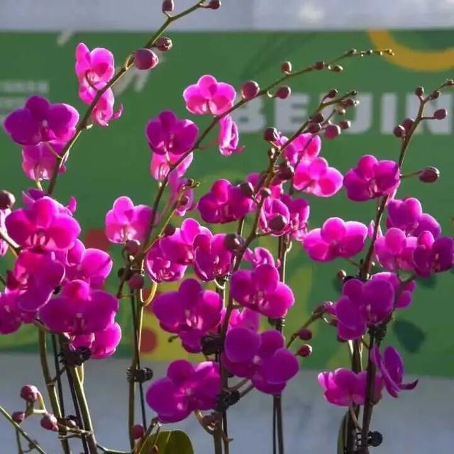 家庭园艺嘉年华｜北京兰花文化嘉年华将于明日启幕