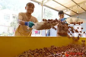 成县：核桃丰收增收“钱”景阔图片