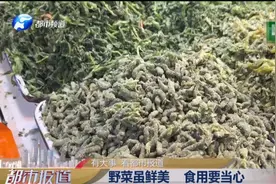 多人送医！河南人爱吃的这种野菜，这类人吃了“要命”图片