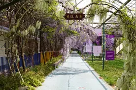 禄劝平安福景区十里紫藤盛放 邀您共赴春日浪漫之约图片