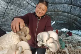 驿城区：平菇喜丰收 村民采摘忙图片